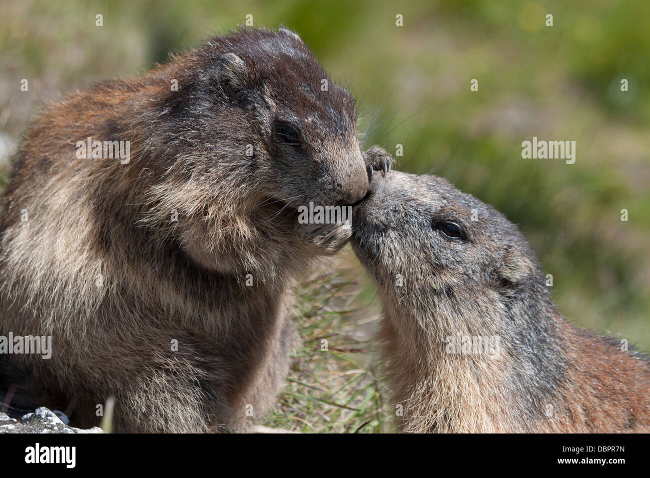 La marmotta alpina con giovani / Marmota marmota Foto Stock