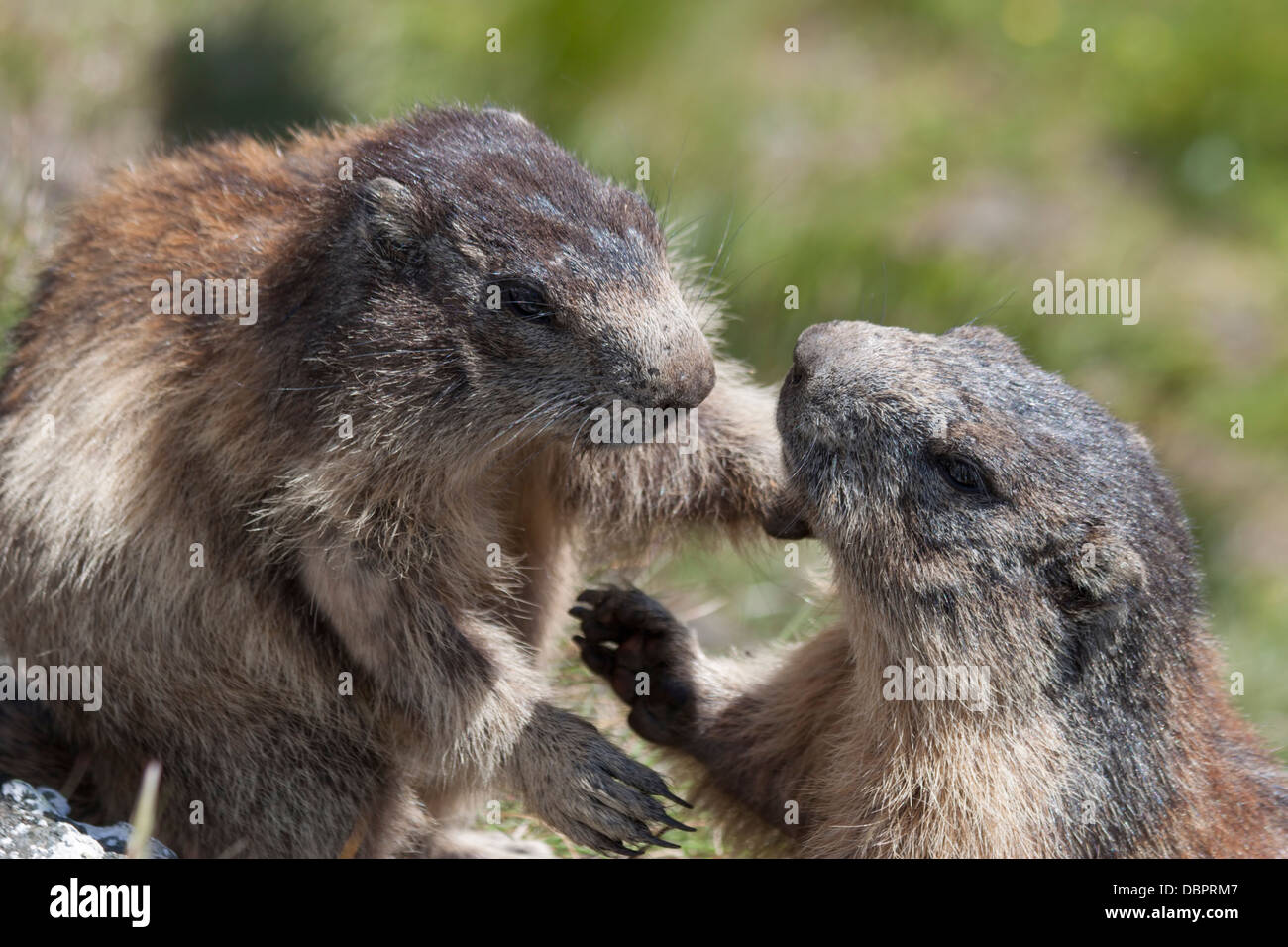 La marmotta alpina con giovani / Marmota marmota Foto Stock