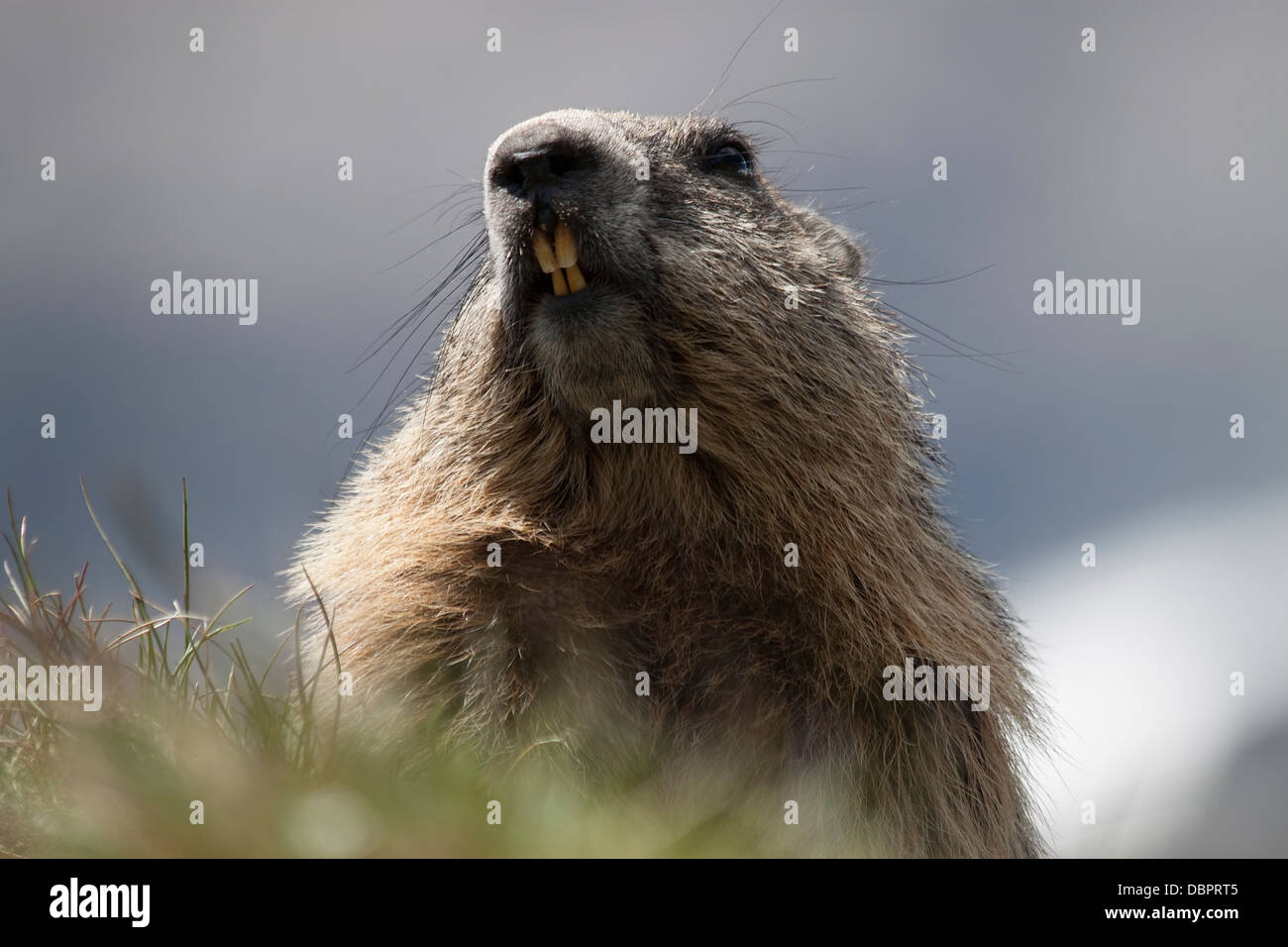 La marmotta alpina / Marmota marmota Foto Stock