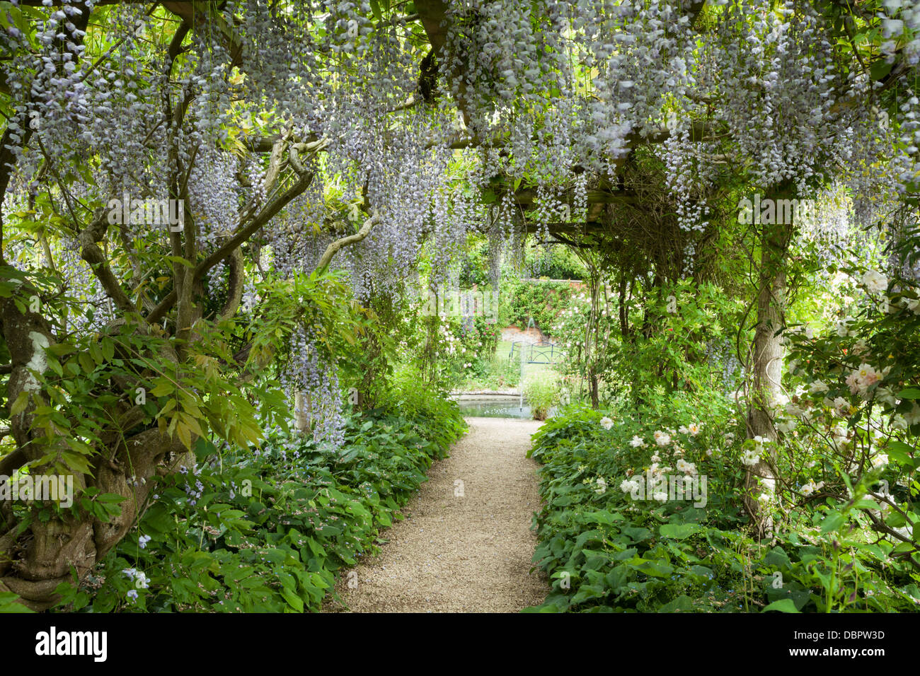 Percorso giardino sotto una pergola intrecciata con la fioritura Wisteria entro il giardino murato di Rousham House, Oxfordshire, Inghilterra Foto Stock