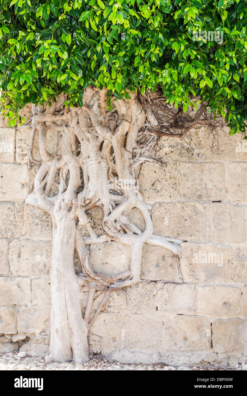 Forza della natura - sete di vita Foto Stock