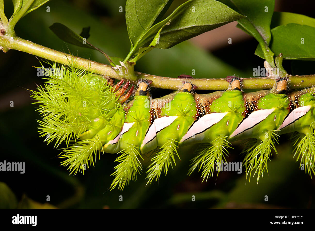 Un bruco mimetizzata nel verde delle foglie Foto Stock