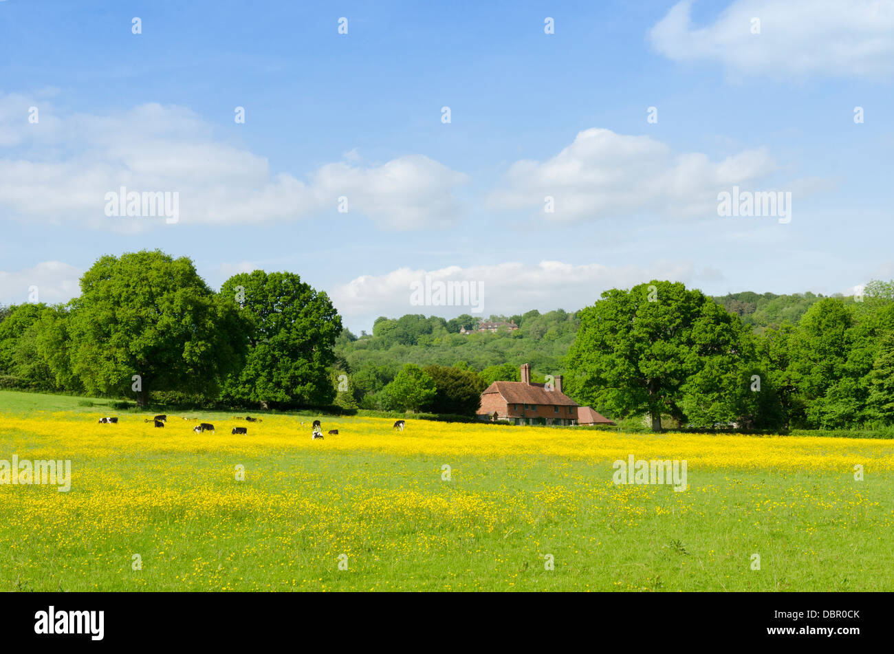 Antico casolare si vede attraverso il campo di Renoncules con mucche di alimentazione. Vann comune, Fernhurst, West Sussex, Regno Unito. Giugno. Foto Stock