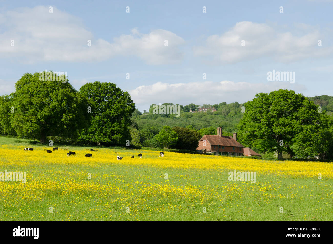 Antico casolare si vede attraverso il campo di Renoncules con mucche di alimentazione. Vann comune, Fernhurst, West Sussex, Regno Unito. Giugno. Foto Stock