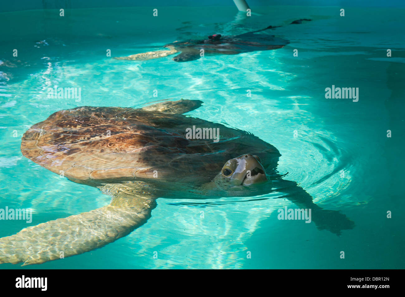Sea Turtle Rescue Center Foto Stock
