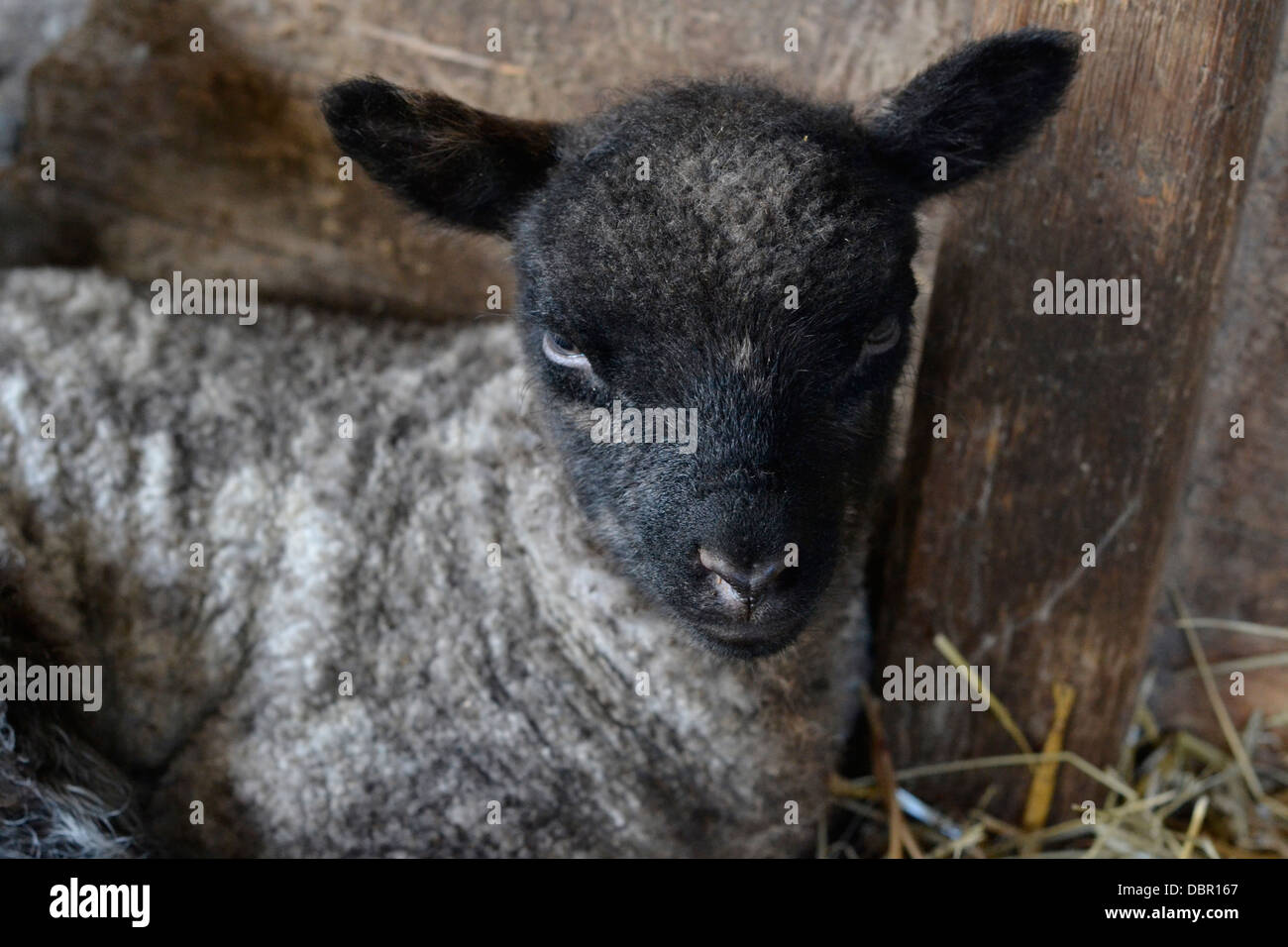 Un piccolo agnello di riposo in un capannone in Galles. Foto Stock