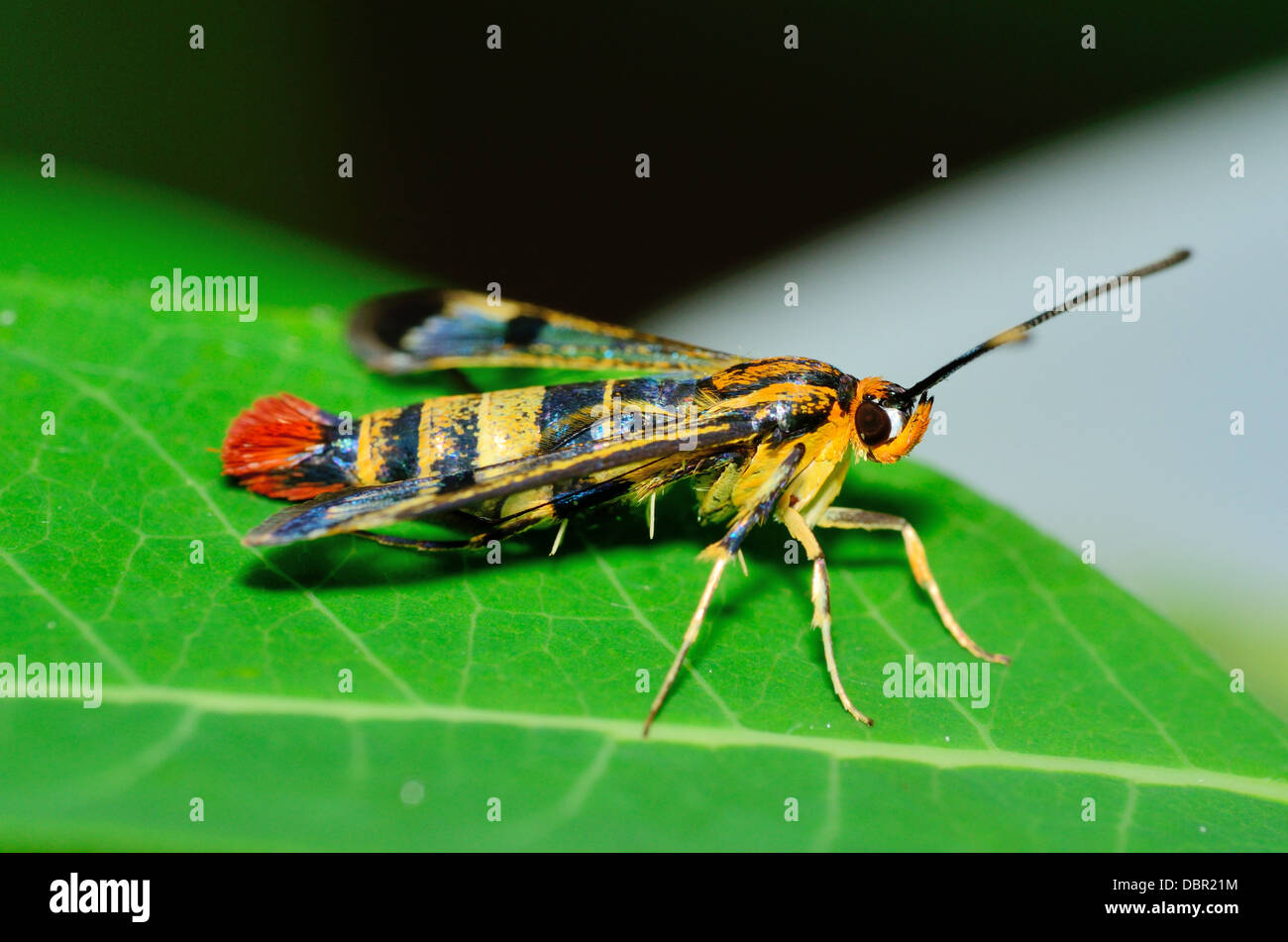 Clearwing Wasp imitano la tignola arroccato su una foglia verde. Foto Stock