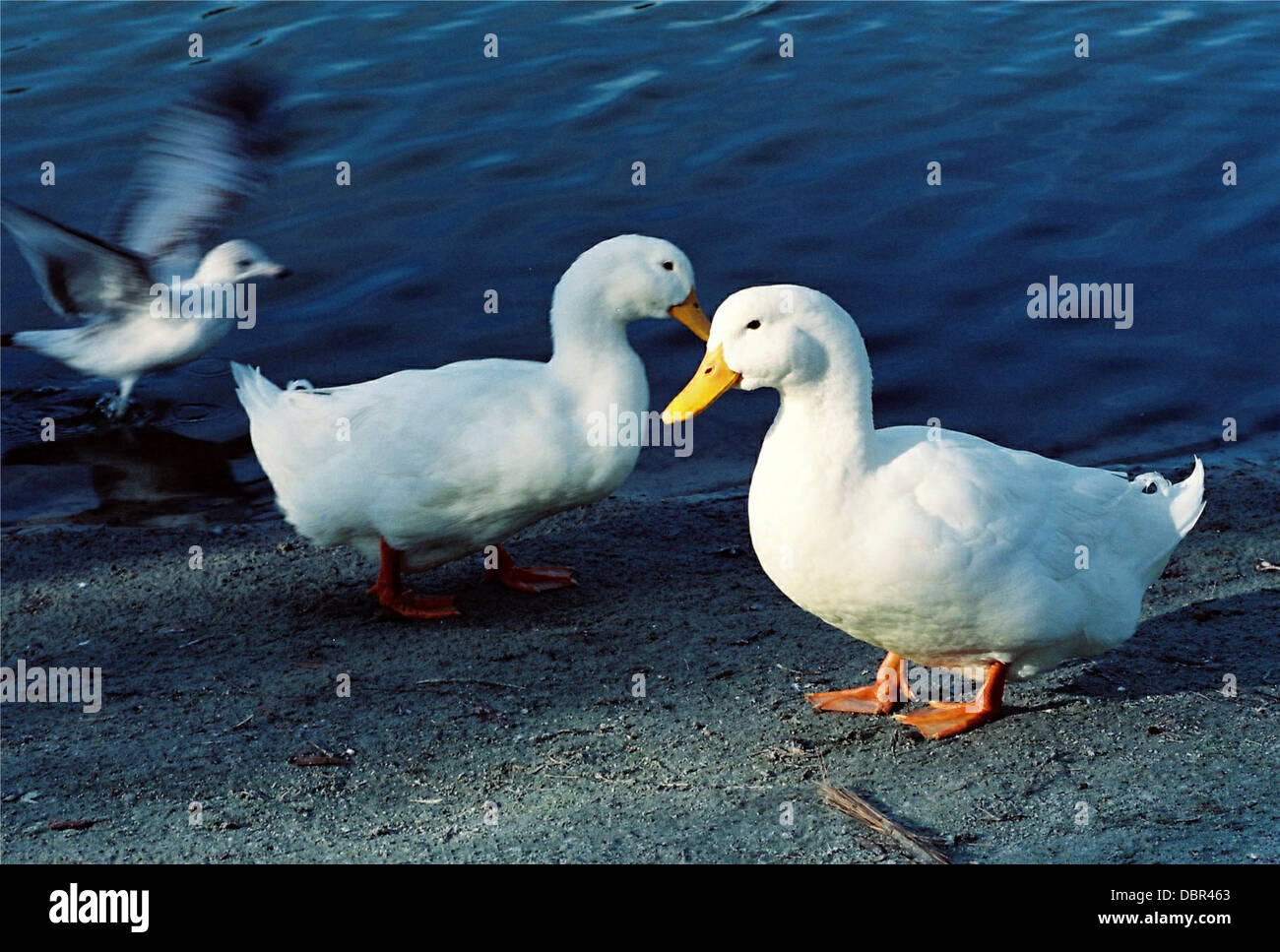 Addomesticazione anatre,sull'arenile di una comunità pond,Florida U.S.A. Foto Stock