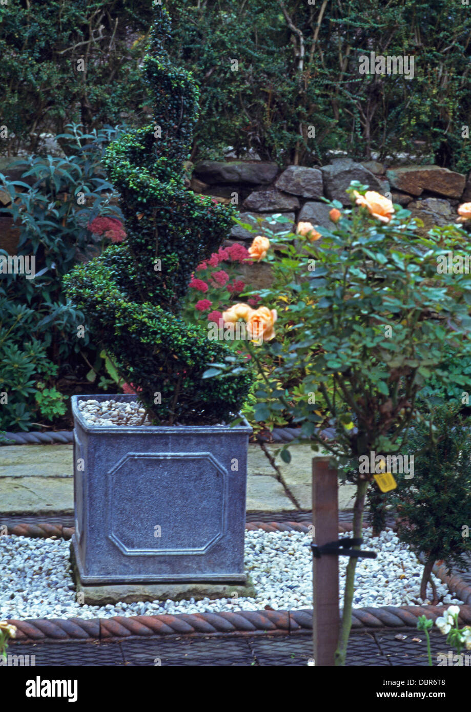Topiaria da scatola in ardesia piantatrice sulla ghiaia accanto al colore arancione pallido rosa nel giardino di campagna Foto Stock