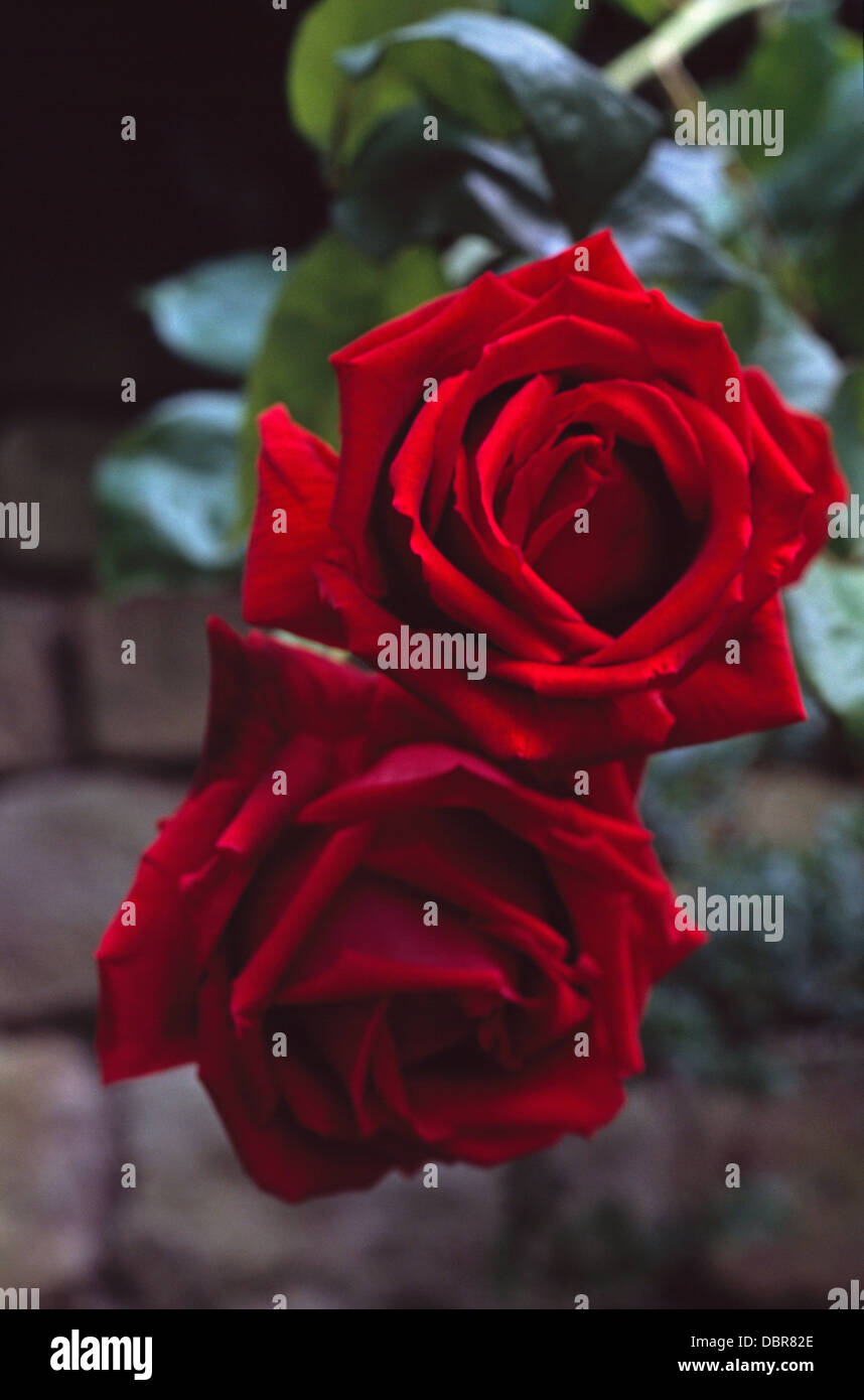 Close-up di rose rosse Foto Stock