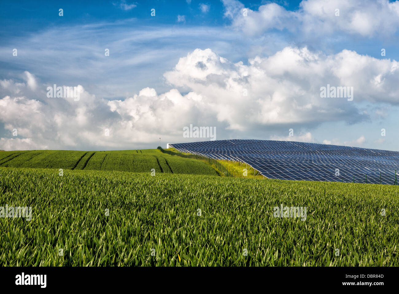 Silicio energia solare dei pannelli sul verde del campo di mais Foto Stock