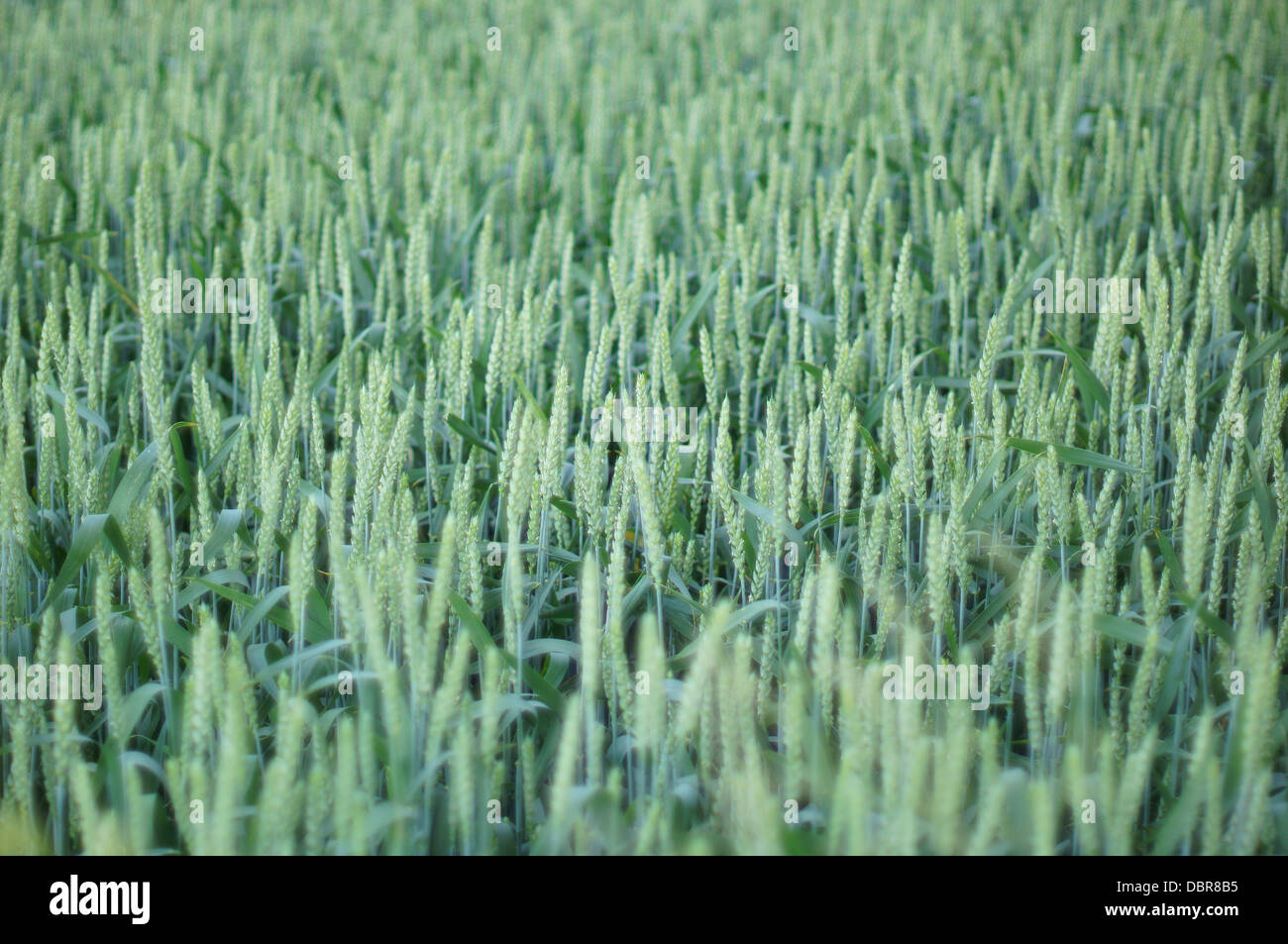 Verde grano Triticum aestivum Foto Stock