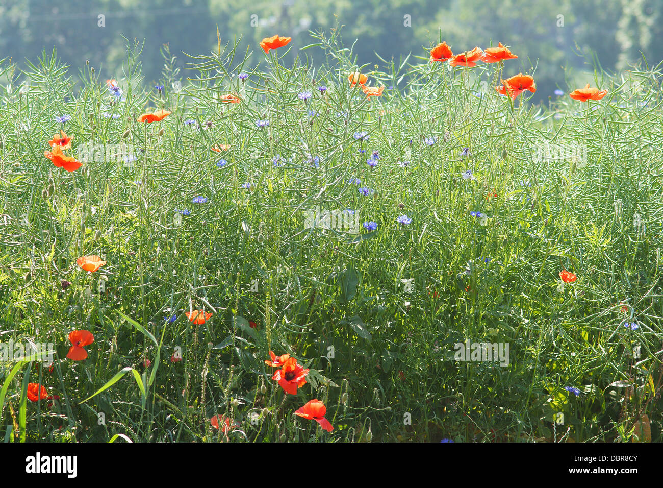 Papaveri selvatici in fiore nel campo Papaver papavero Foto Stock