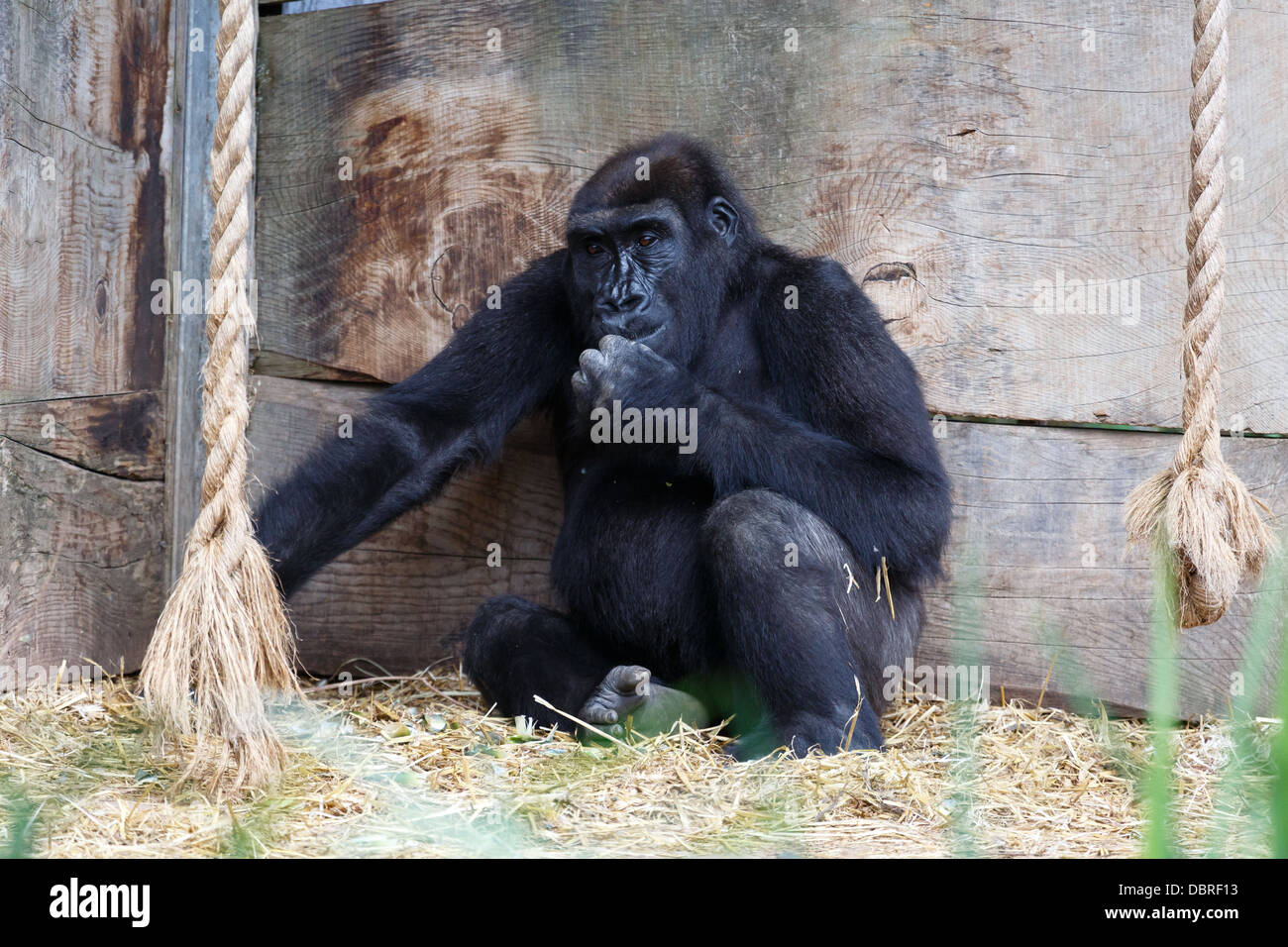 Un gorilla di seduta in un rifugio. Foto Stock