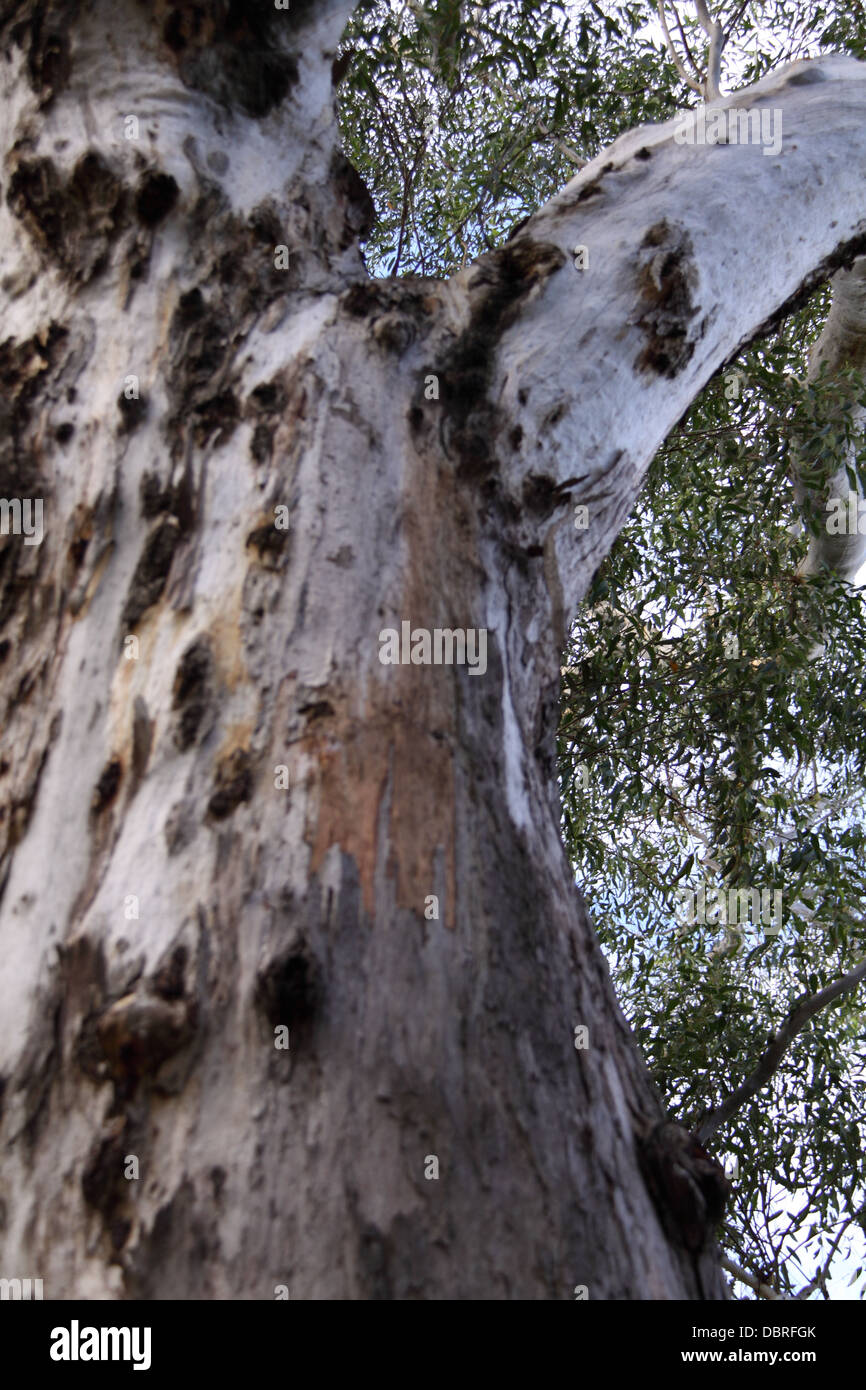 Sydney gomma blu (Eucalyptus saligna) Foto Stock