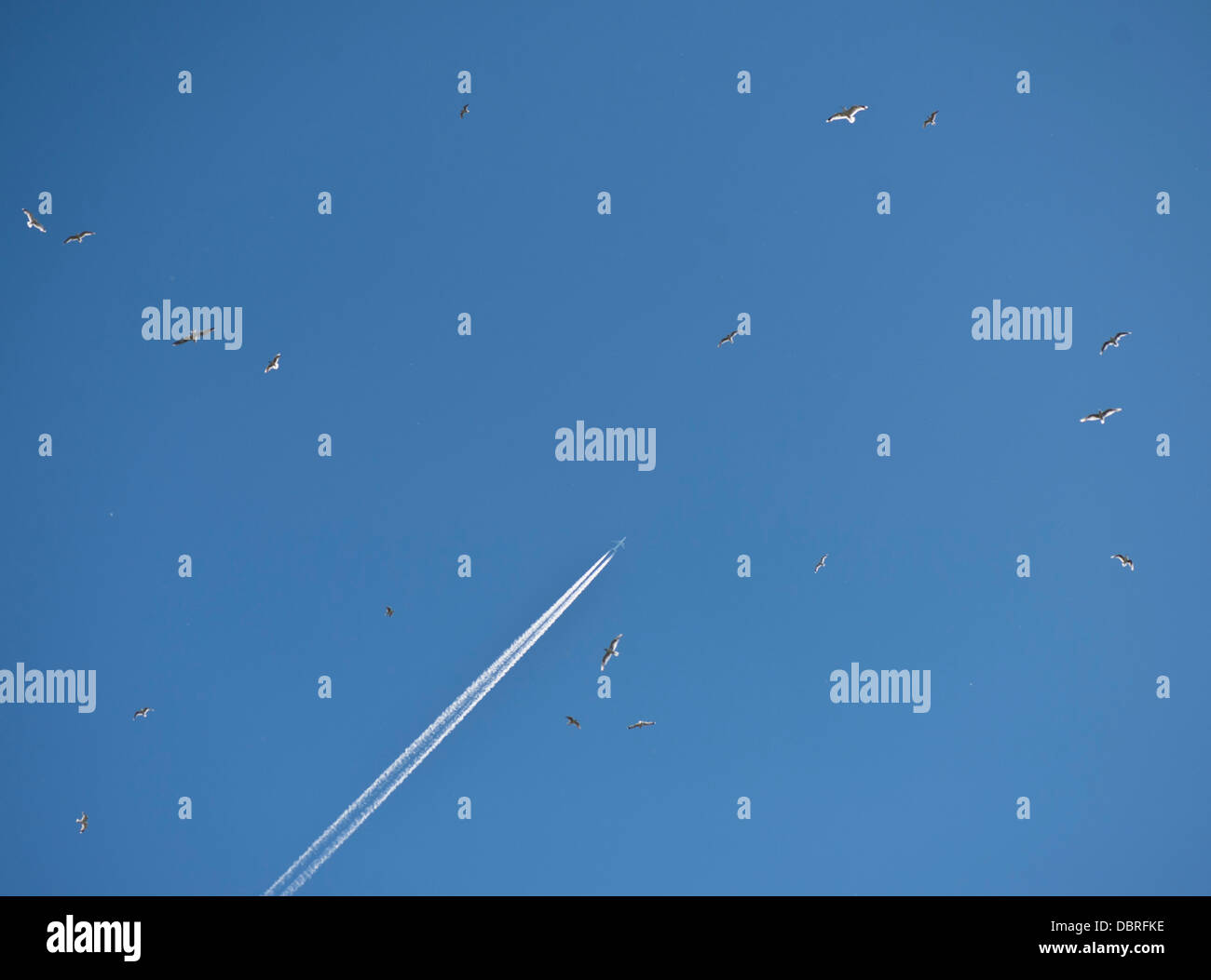 Aeroplano e uccelli volare alto in un cielo blu Foto Stock