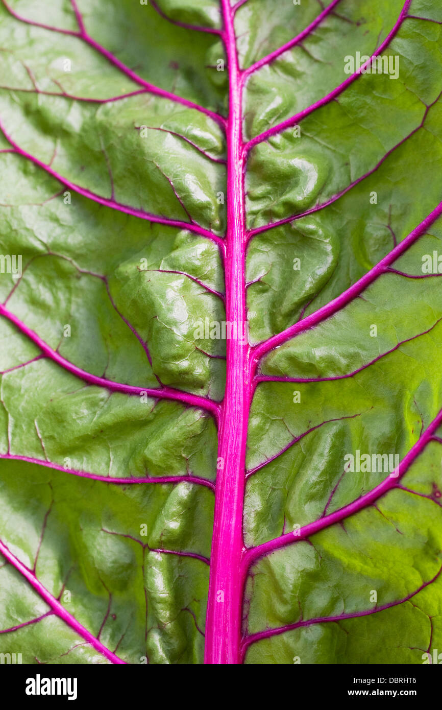 Beta vulgaris. Venature su Ruby chard leaf. Foto Stock