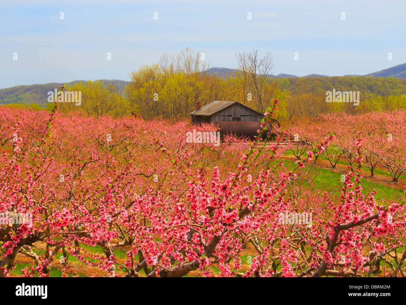 Blooming Peach Orchard, Crozet, Virginia, Stati Uniti d'America Foto Stock