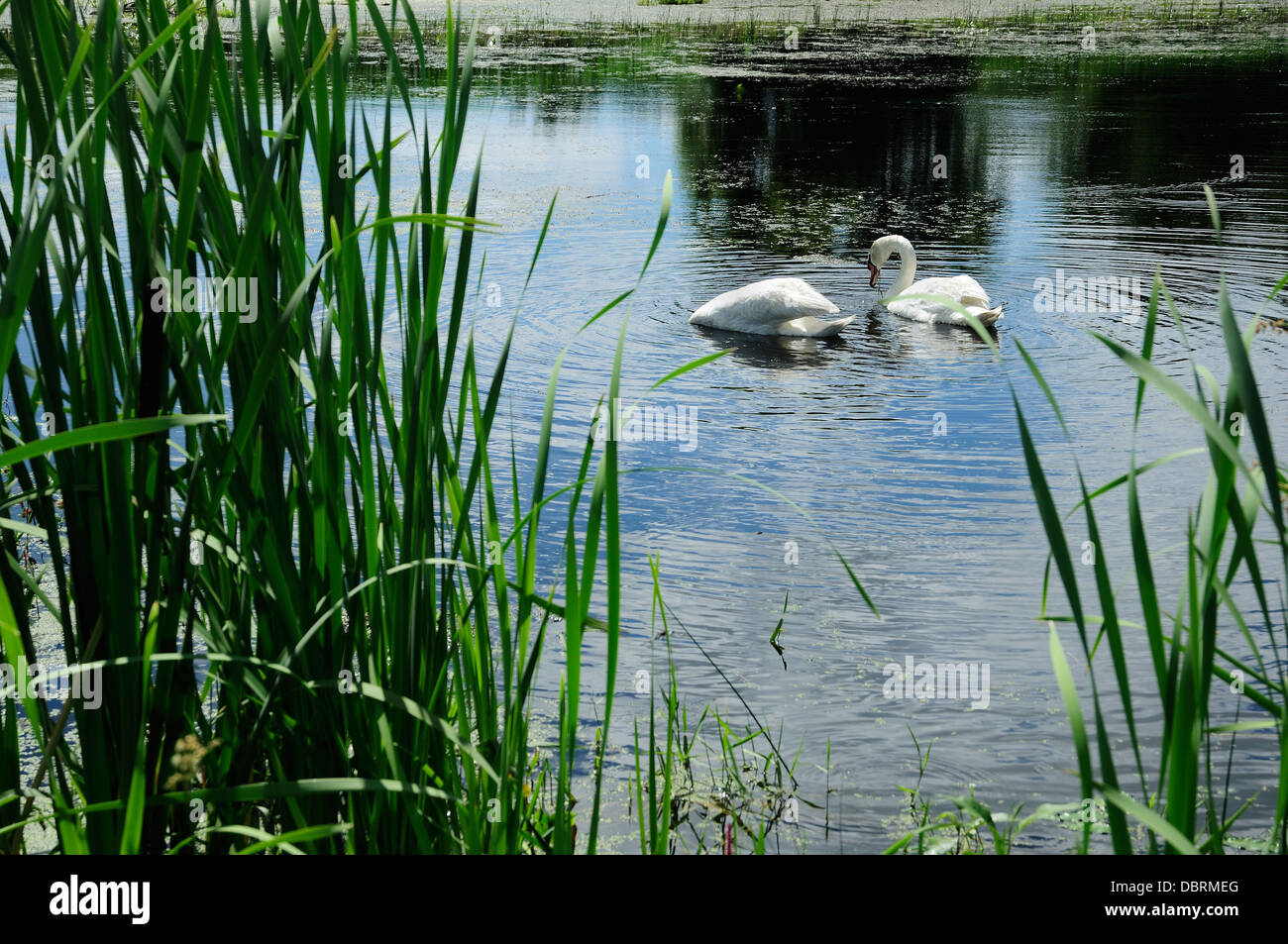 Due cigni alimentare in una zona paludosa habitat. (Cygnus olor) Foto Stock