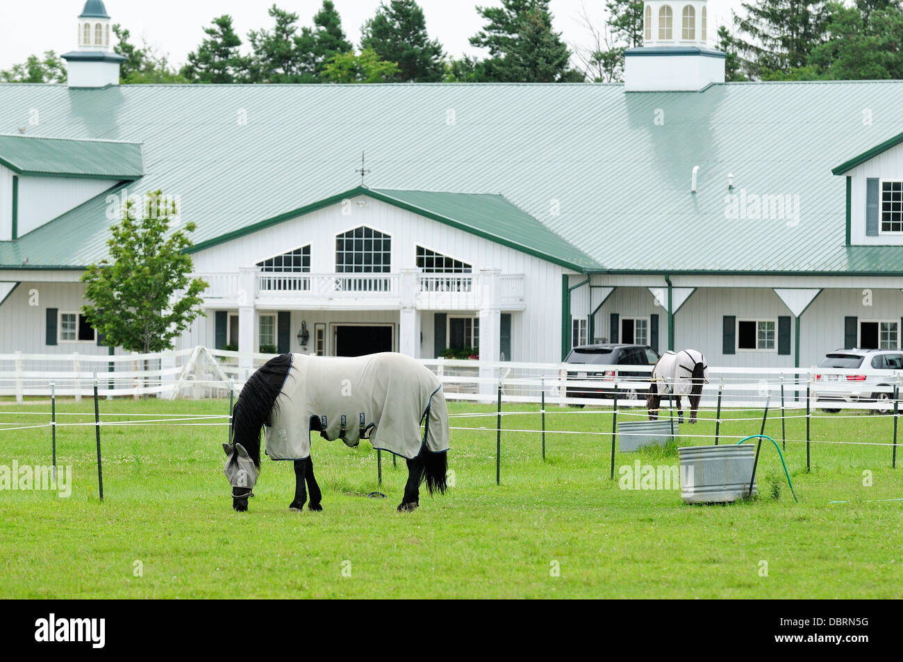 Dressage cavalli pascolano nella parte anteriore del fermo stabile. Foto Stock