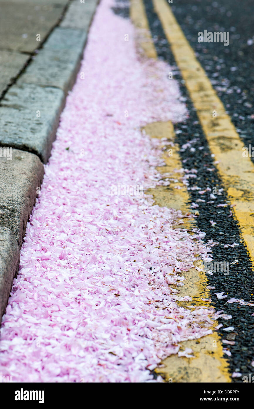 Petali di rosa da marciapiede Foto Stock