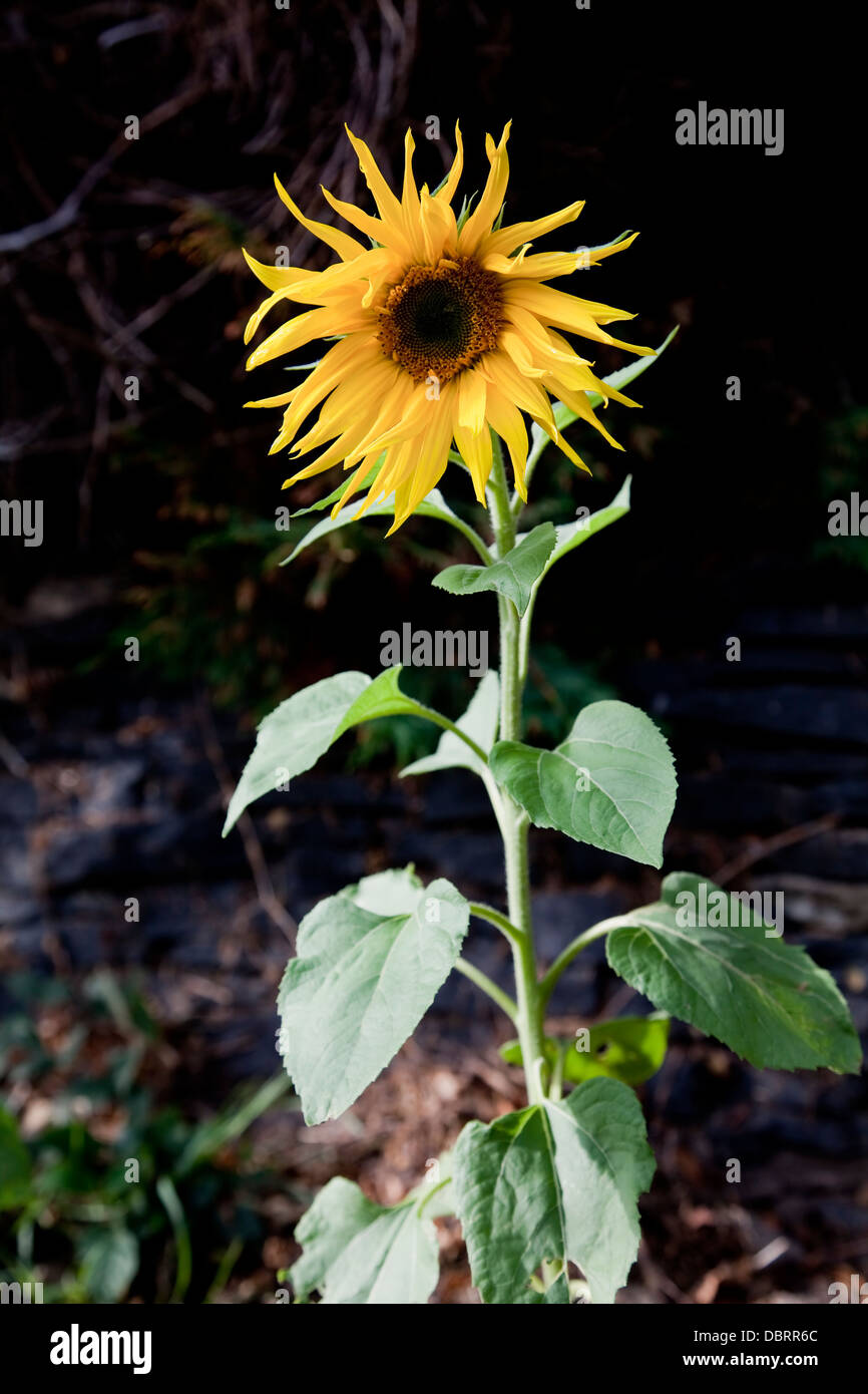 Unico girasole Helianthus annuus con grande grande l'infiorescenza (testa di fioritura) impostare contro uno sfondo scuro Foto Stock