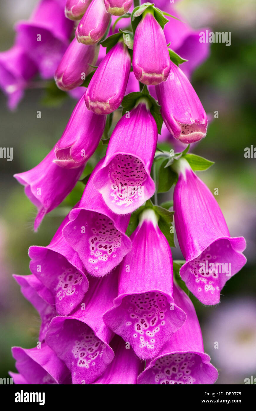 Digitalis purpurea. Foxglove comune i picchi di un giardino inglese. Foto Stock