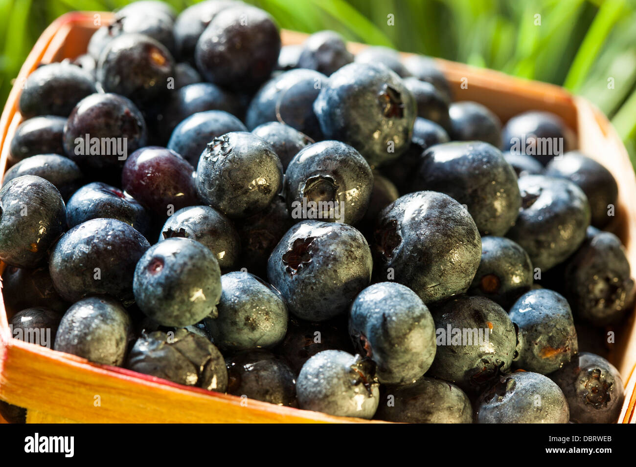 Gruppo di mirtilli di organico in un cestello Foto Stock