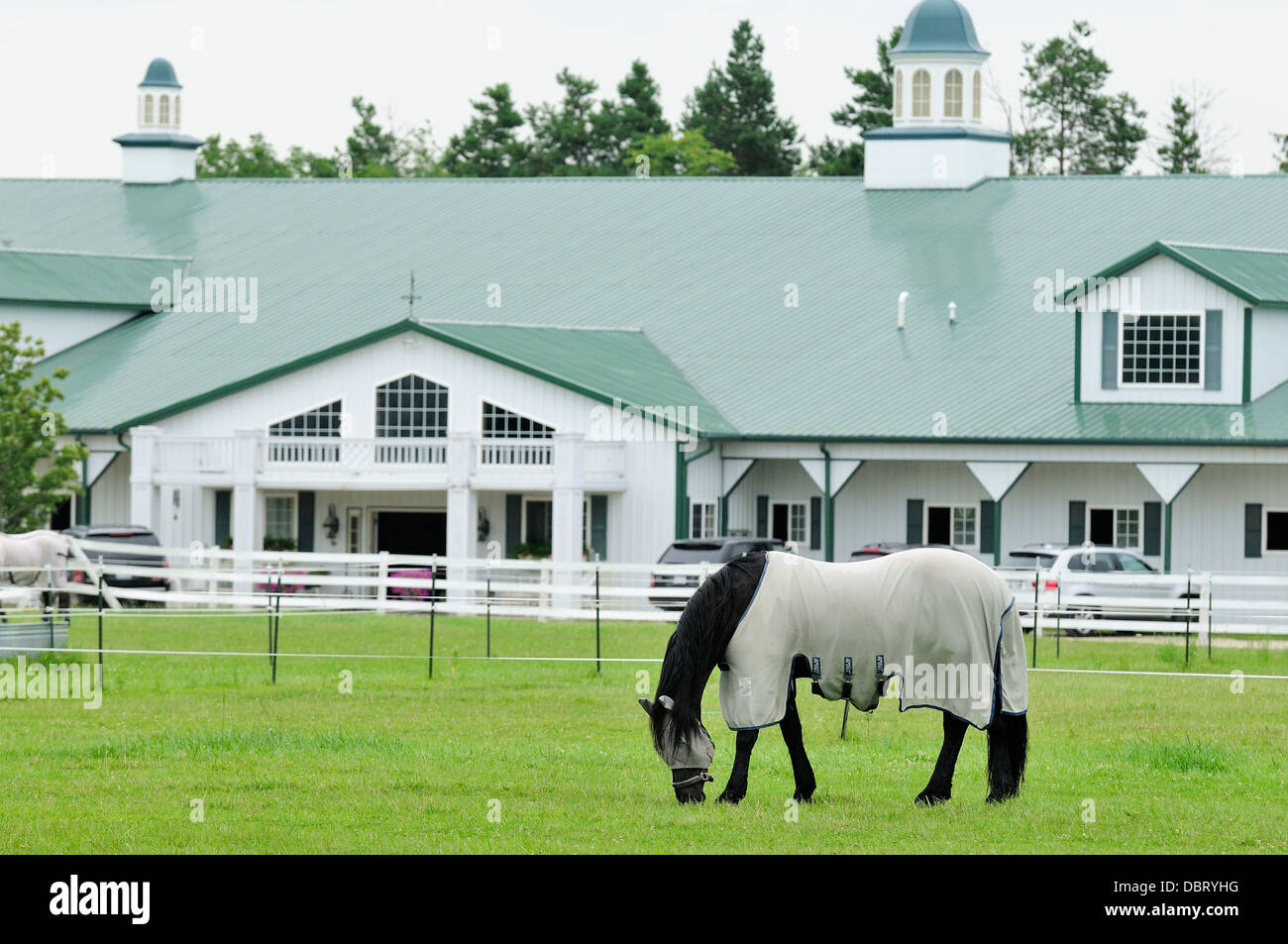 Dressage cavalli pascolano nella parte anteriore del fermo stabile. Foto Stock