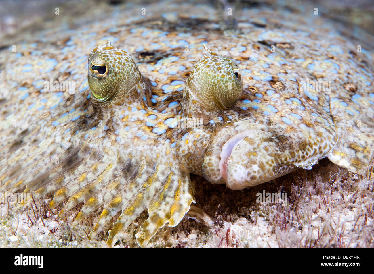 Un pesce piatto chiamato un pavone passera pianuzza giace piatto sul fondo delle acque tropicali dell Honduras Foto Stock