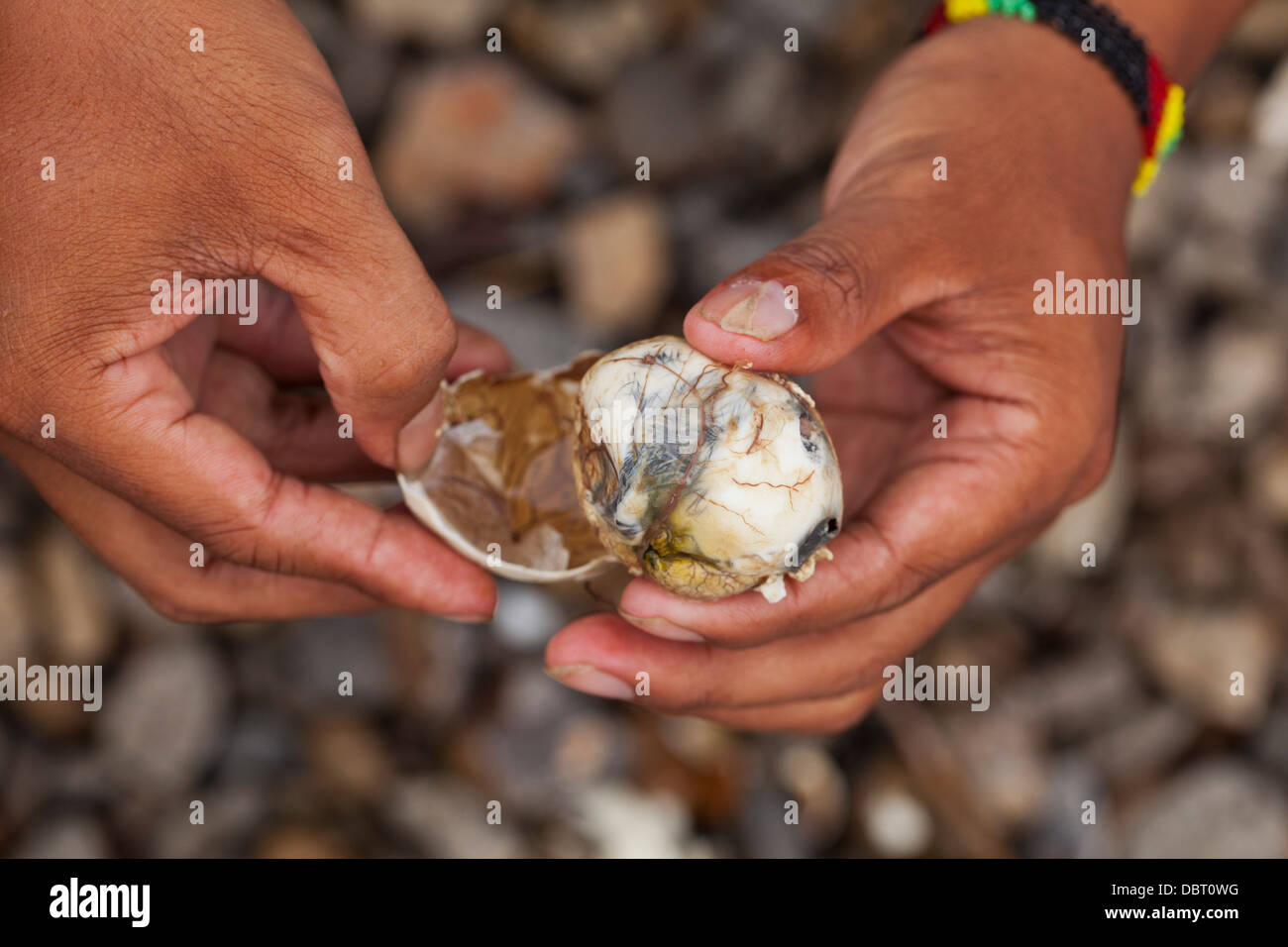 Un filippino apre un balut, o fecondate Duck egg, prima di mangiare la singolare Pinoy snack in Oriental Mindoro, Filippine. Foto Stock