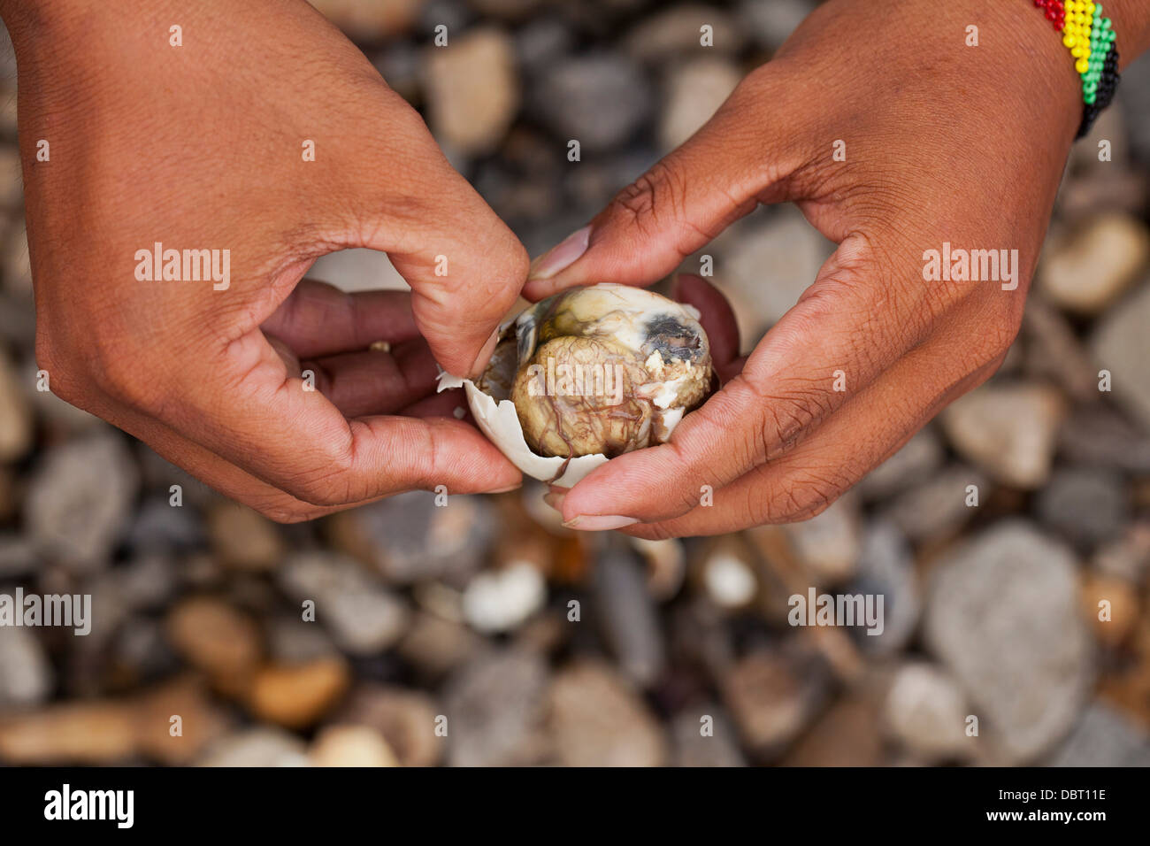 Un filippino apre un balut, o fecondate Duck egg, prima di mangiare la singolare Pinoy snack in Oriental Mindoro, Filippine. Foto Stock