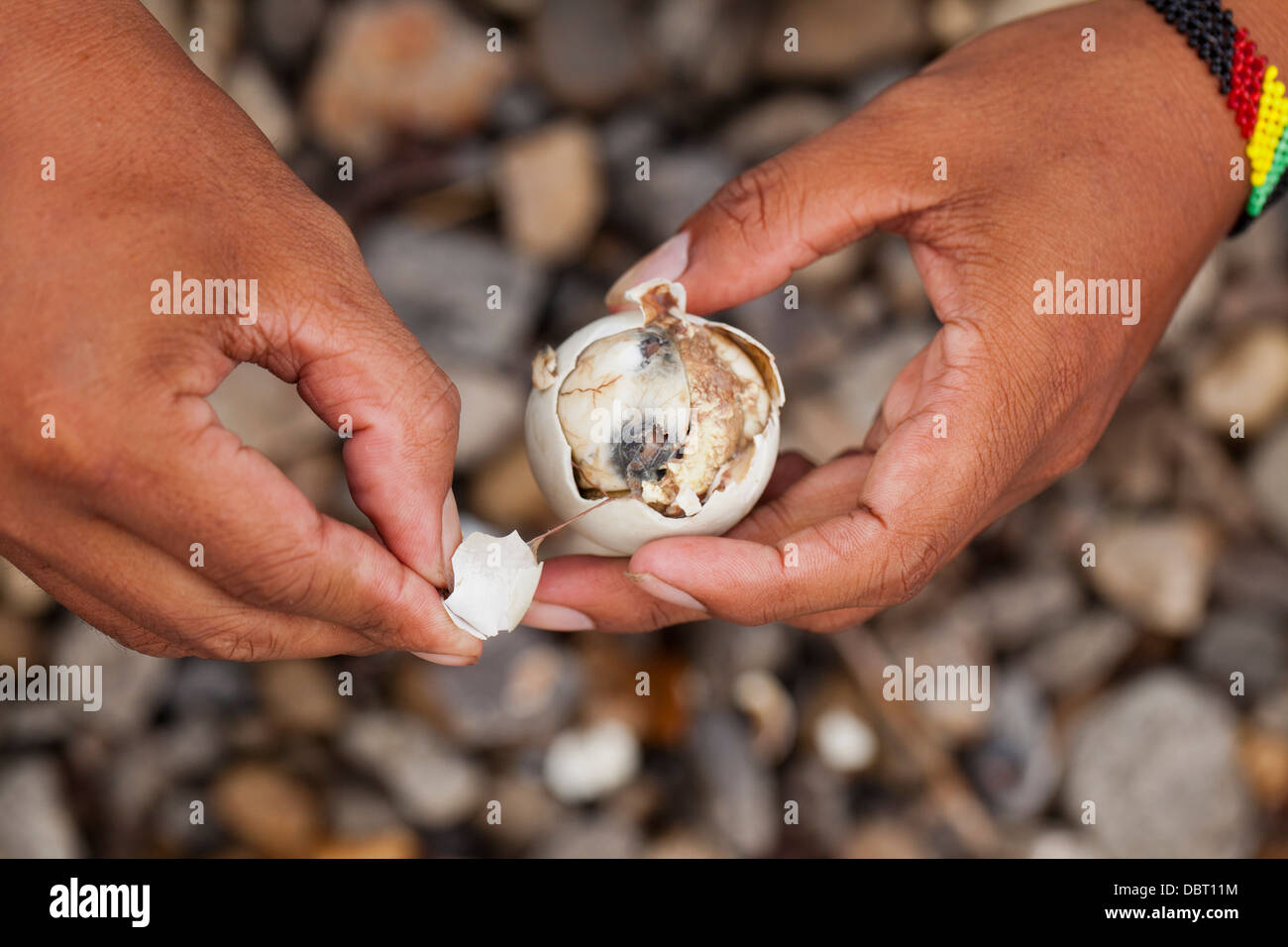 Un filippino apre un balut, o fecondate Duck egg, prima di mangiare la singolare Pinoy snack in Oriental Mindoro, Filippine. Foto Stock