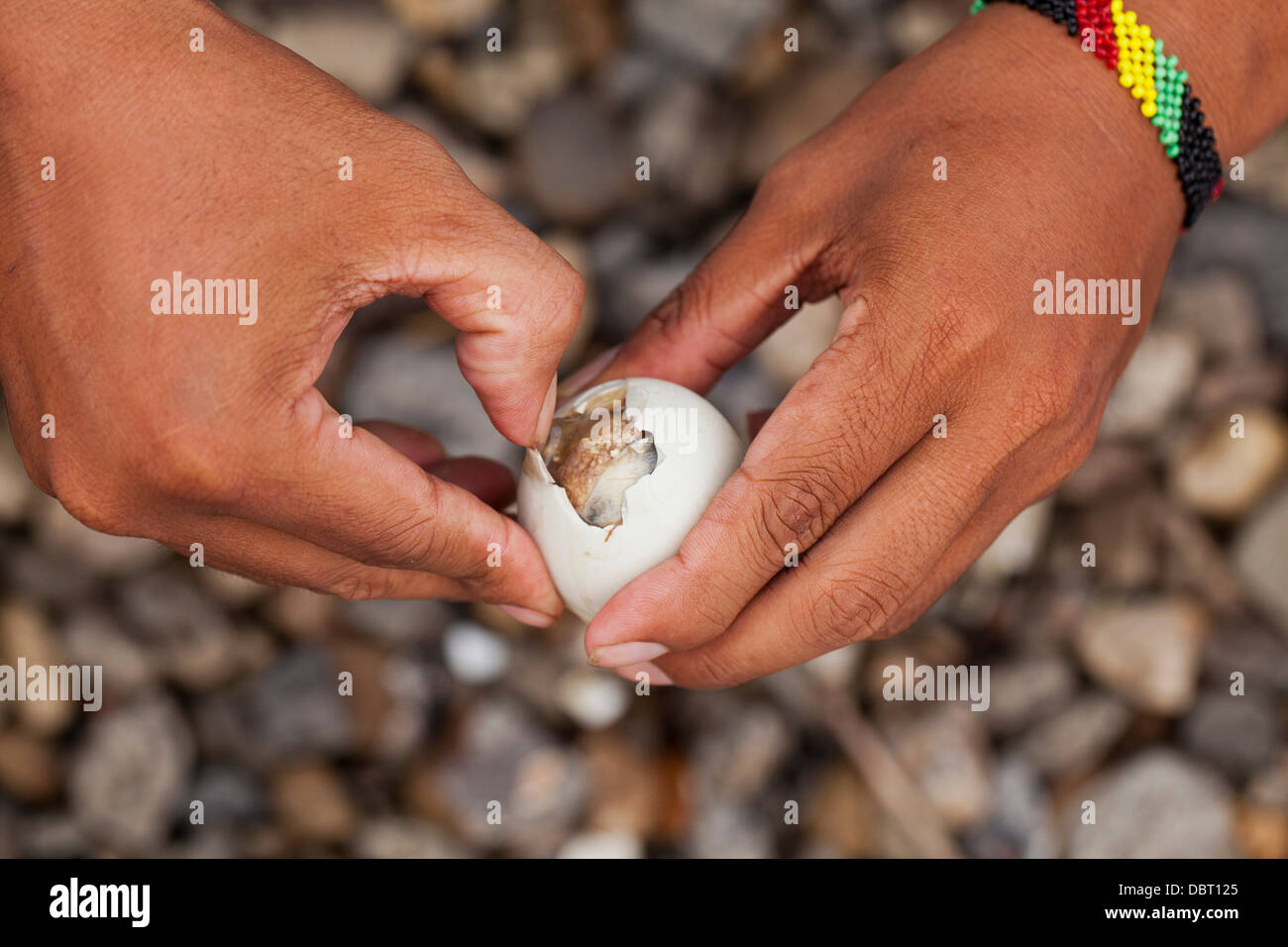 Un filippino apre un balut, o fecondate Duck egg, prima di mangiare la singolare Pinoy snack in Oriental Mindoro, Filippine. Foto Stock