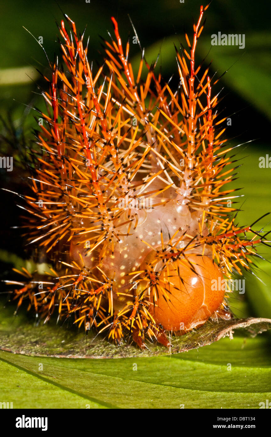 Caterpillar Punk (Automeris egeus), una foresta pluviale tropicale caterpillar Foto Stock