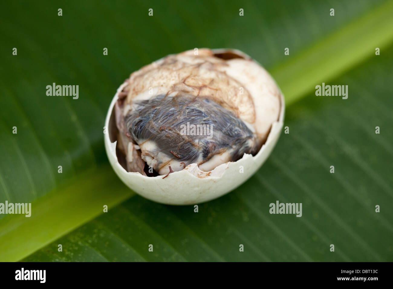 Un aperto parzialmente balut, o fecondate Duck egg, raffigurato su una foglia di banano in Oriental Mindoro, Filippine. Foto Stock