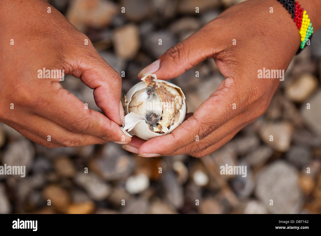 Un filippino apre un balut, o fecondate Duck egg, prima di mangiare la singolare Pinoy snack in Oriental Mindoro, Filippine. Foto Stock