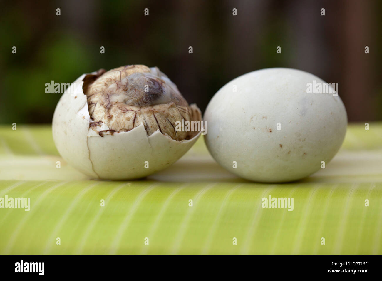 Un parzialmente aperto balut, o fecondate Duck egg, raffigurato accanto ad un intero uno in Oriental Mindoro, Filippine. Foto Stock