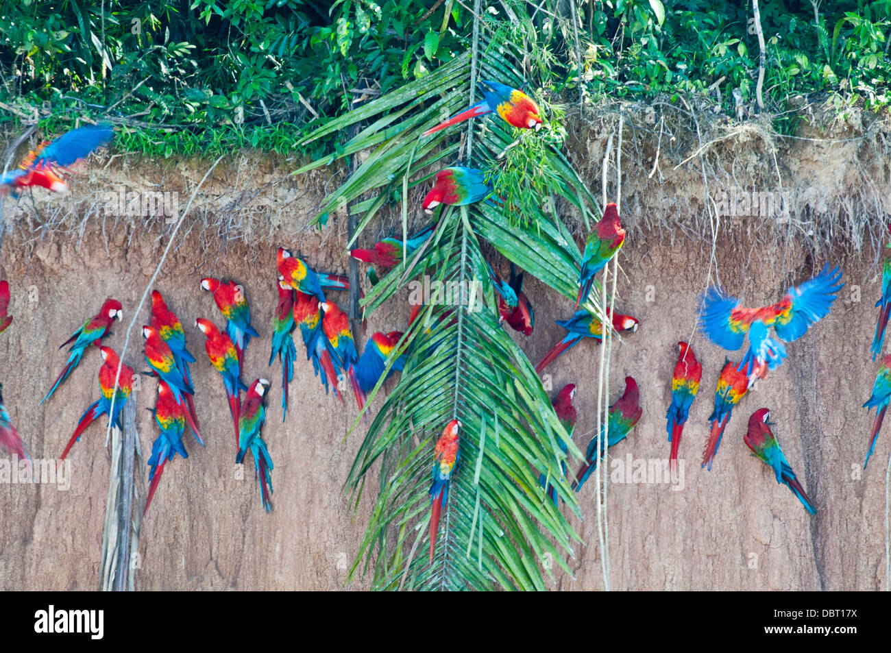 Rosso-verde a macaws Chuncho culpa (argilla leccare) in Tambopata National Reserve, Perù Foto Stock