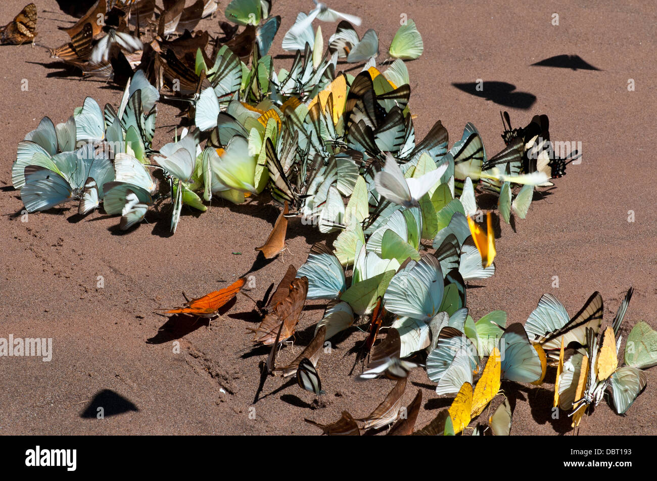 Farfalle tropicali nella foresta pluviale tropicale sulla sabbia bagnata lungo il fiume Tambopata nel Tambopata National Reserve Perù Foto Stock