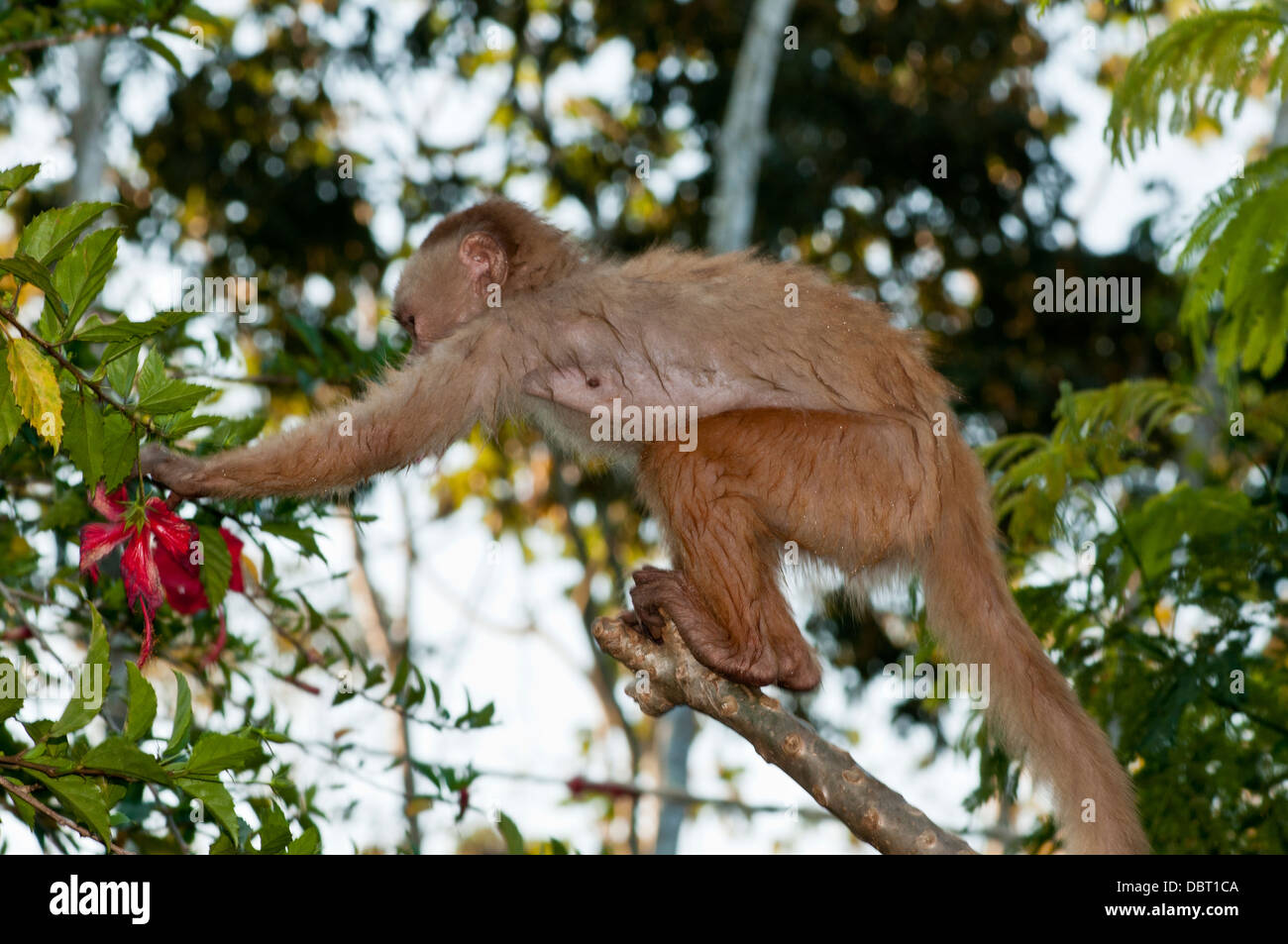 Bianco-fronteggiata cappuccino (Cebus albifrons) in Puerto Maldonaldo Perù raggiungendo per alimenti Foto Stock