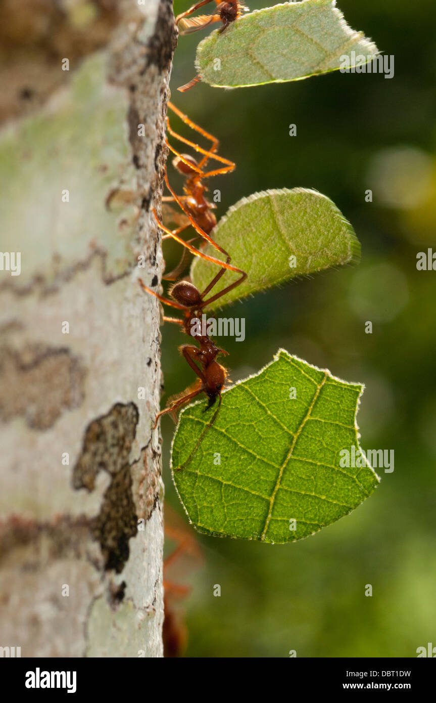 Leafcutter formiche (Atta sp.) su albero in Tambopata National Reserve in Perù Foto Stock