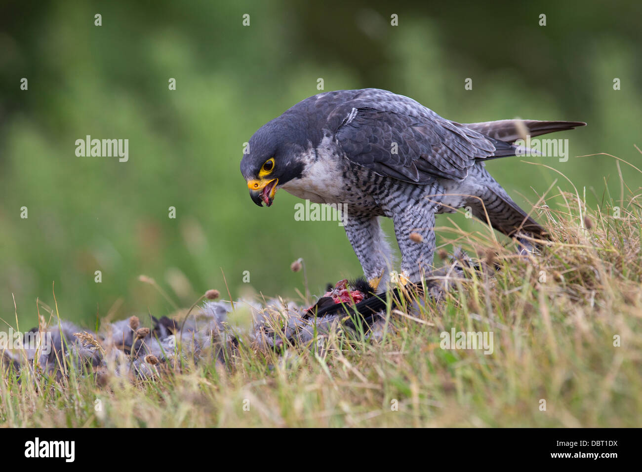 Falco pellegrino con la preda Foto Stock