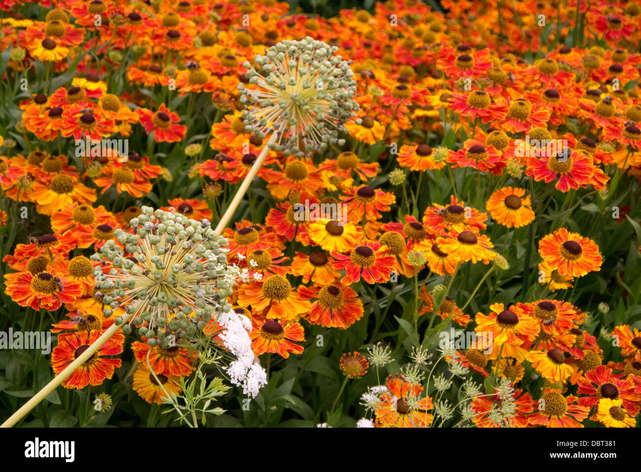 Allium capsule di seme in un cottage Inglese giardino boarder in estate Foto Stock