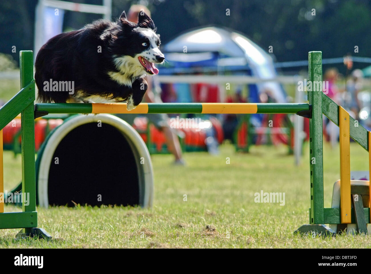 Border Collie saltando ostacoli a Agility dog show Foto Stock