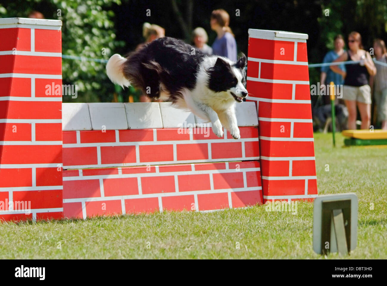 Border Collie saltando ostacoli a Agility dog show Foto Stock