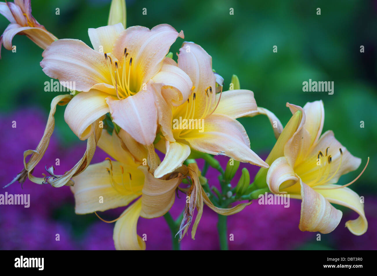 Rosa pallido giglio gigli Hemerocallis Foto Stock