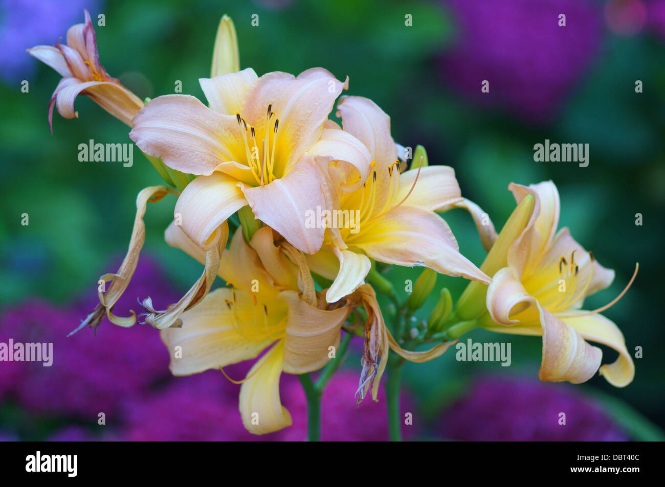 Rosa pallido giglio gigli Hemerocallis Foto Stock