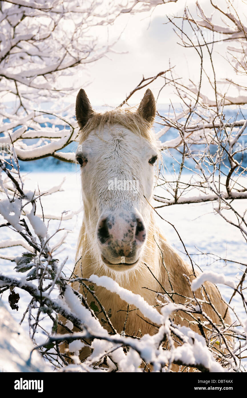 Un pony nella neve Foto Stock