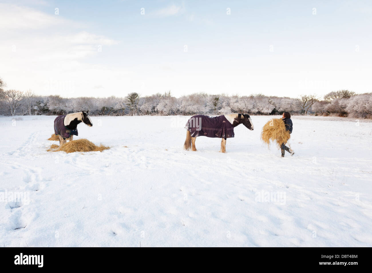 Isola di Man - alimentazione fieno per cavalli (pannocchie colorate) in inverno dopo la neve Foto Stock